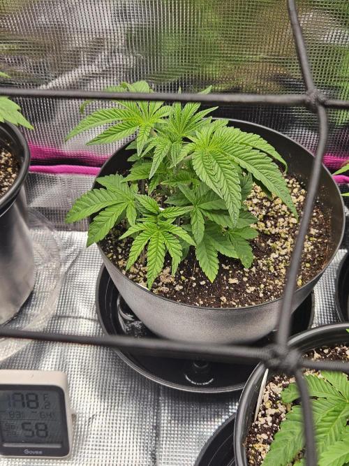 10 strains in a 2x4. Week 5 - Platinum OG