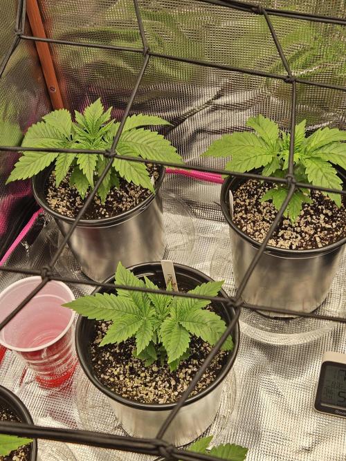 10 strains in a 2x4. Week 5 - Sunset Sherbet [tl] Sour Diesel [mid] and Do Si Dos [tr]