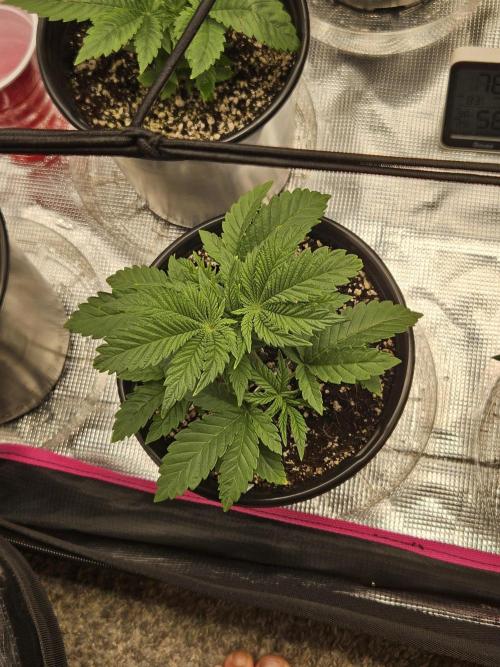 10 strains in a 2x4. Week 5 - Purest Indica #2