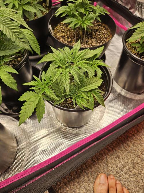 10 strains in a 2x4. Week 5 - Pineapple Express