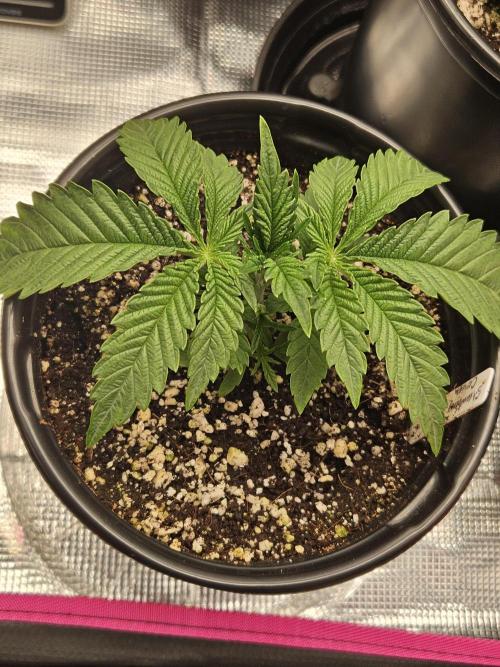 10 strains in a 2x4. Week 5 - Strawberry Cough
