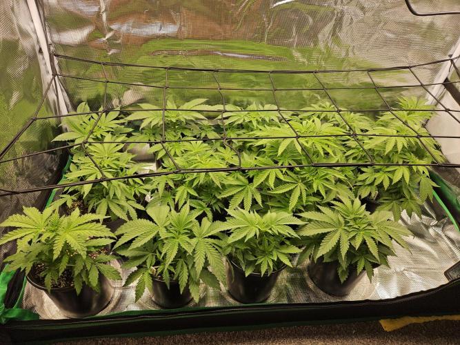 10 strains in a 2x4. Week 6 - The whole family growing up nicely!