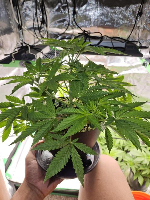 10 strains in a 2x4. Week 6 - Close up of GDP