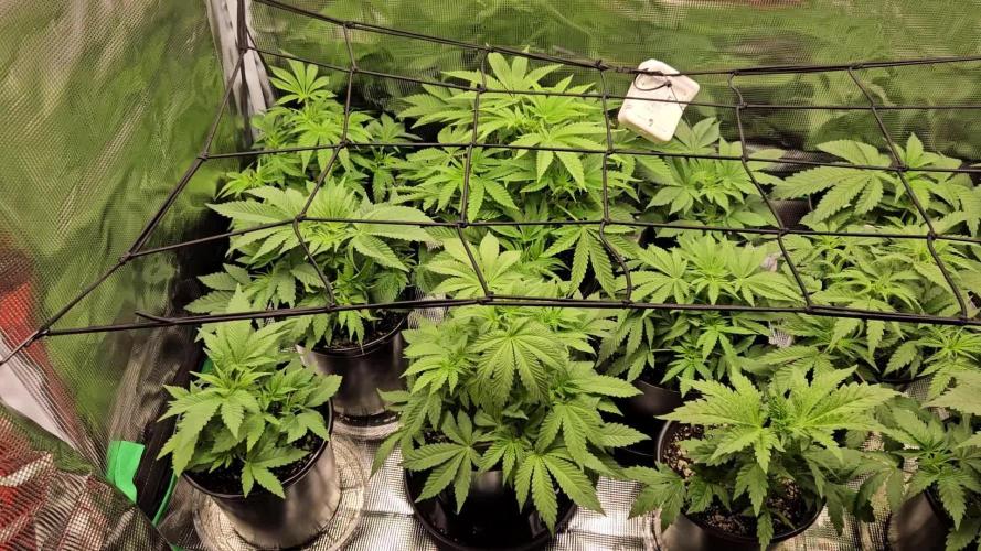 3* strains in a 4x2 (+ some roommates)
