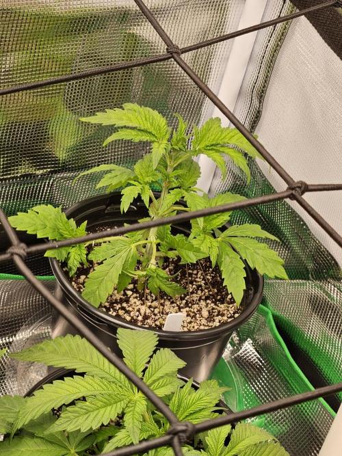 10 strains in a 2x4. Week 6 - What is wrong with DoSiDos?!