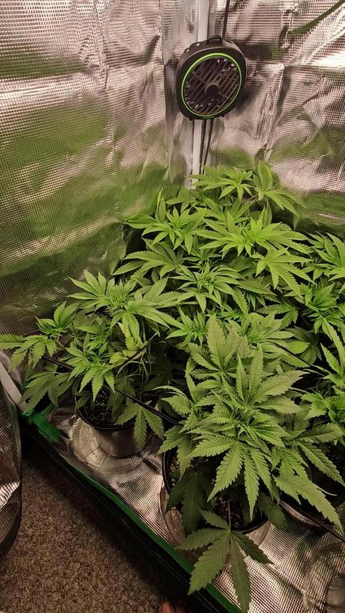10 strains in a 2x4