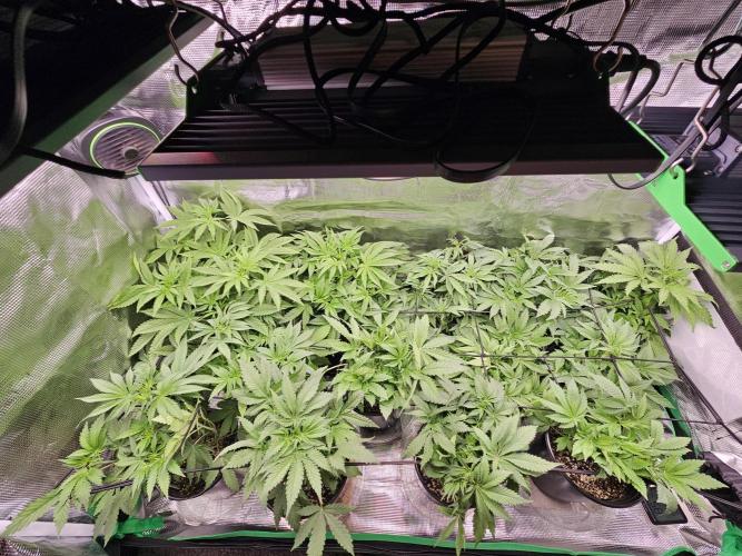10 strains in a 2x4. Week 7 - The ladies [im 95% sure the purest indicas are both girls]