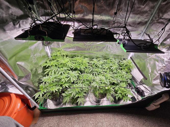 10 strains in a 2x4. Week 7 - Tried my best to arrange the plants by height before they truly began stretching