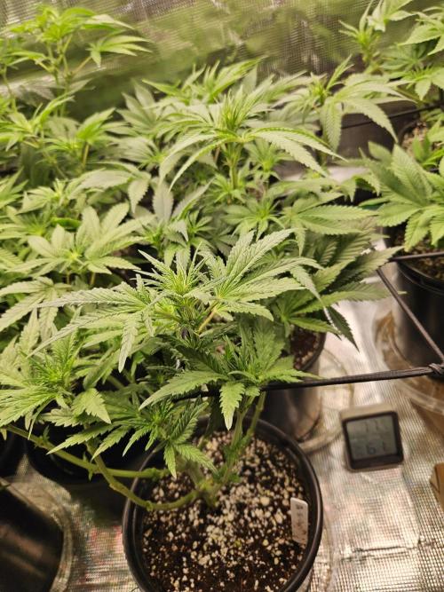 10 strains in a 2x4. Week 8 - Do si dos