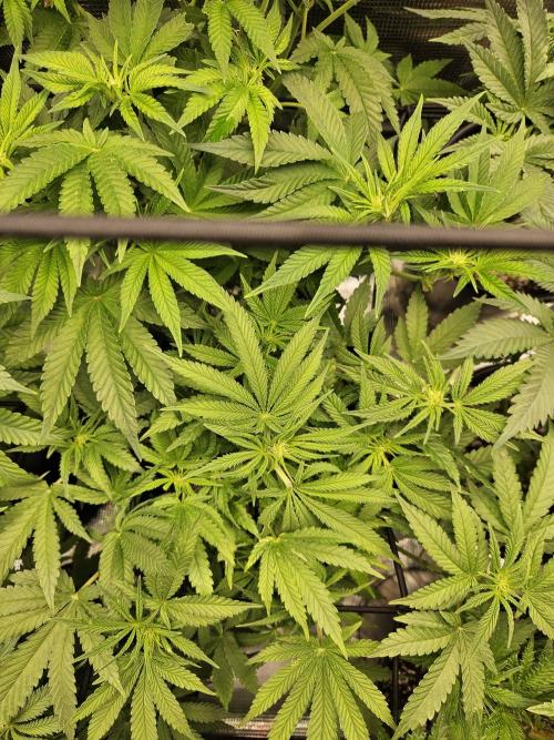 10 strains in a 2x4. Week 8 - Permanent Marker