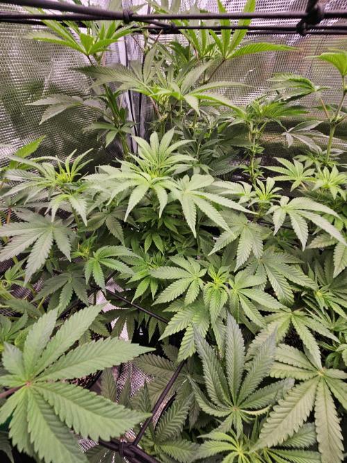 10 strains in a 2x4. Week 8