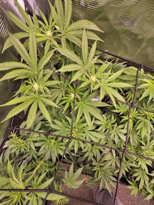 10 strains in a 2x4. Week 8 - GDP