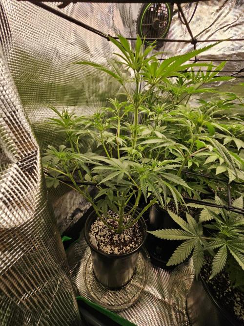 10 strains in a 2x4. Week 8 - Pineapple Express 
