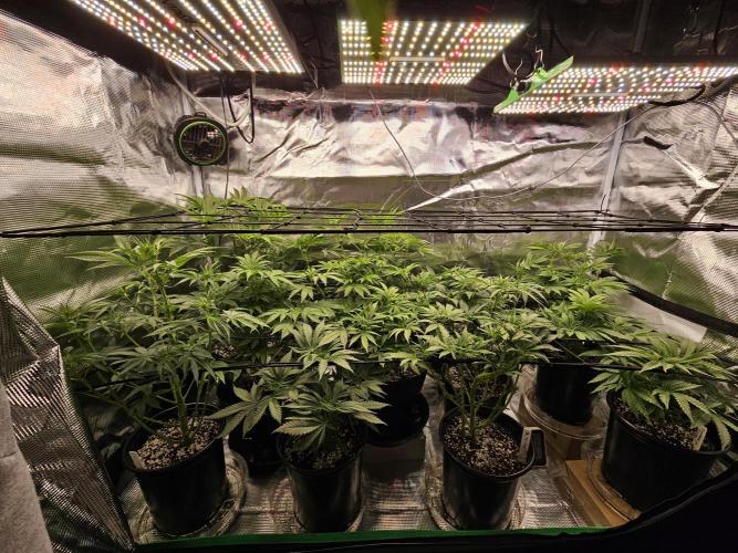 10 strains in a 2x4. Week 8