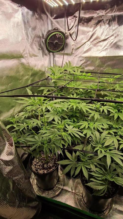10 strains in a 2x4
