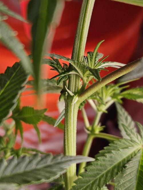 10 strains in a 2x4. Week 8 - Pineapple Express #1 had numerous developing pollen sacs.

RIP