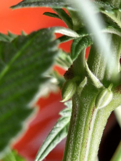 10 strains in a 2x4. Week 8 - Close-up of the balls