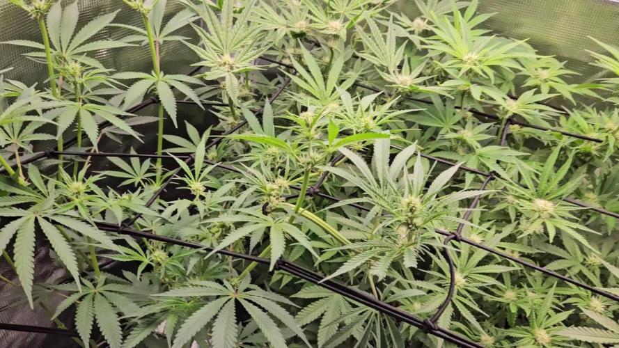 10 strains in a 2x4