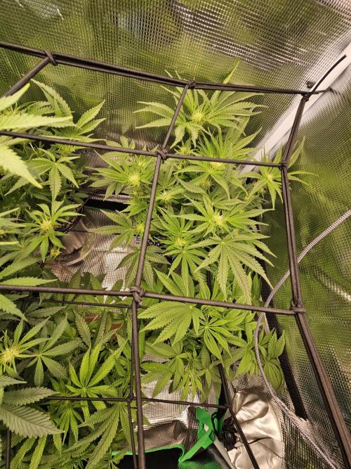 10 strains in a 2x4. Week 9 - Purest Indica #2