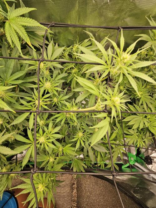 10 strains in a 2x4. Week 9 - Sunset Sherbet