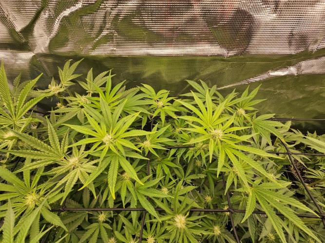 10 strains in a 2x4. Week 9 - Platinum OG