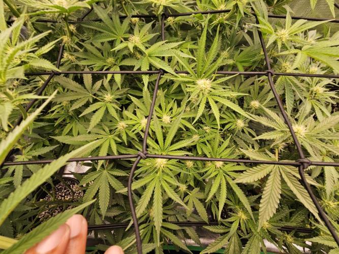 10 strains in a 2x4. Week 9 - Permanent Marker 