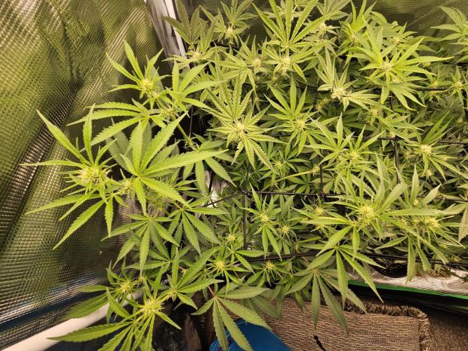 10 strains in a 2x4. Week 9 - Pineapple Express #2
