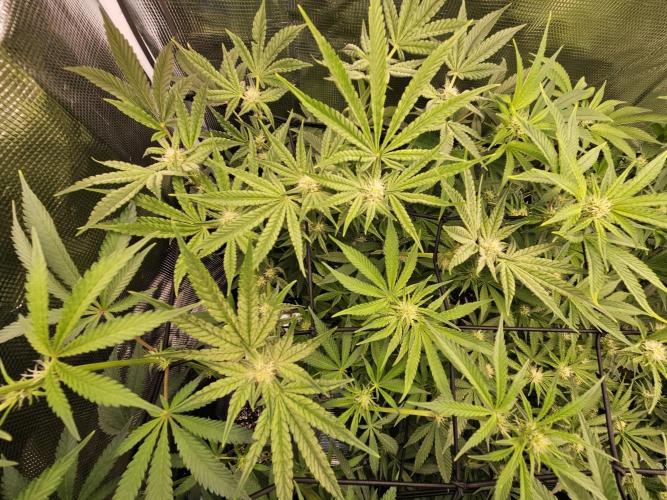 10 strains in a 2x4. Week 9 - GDP