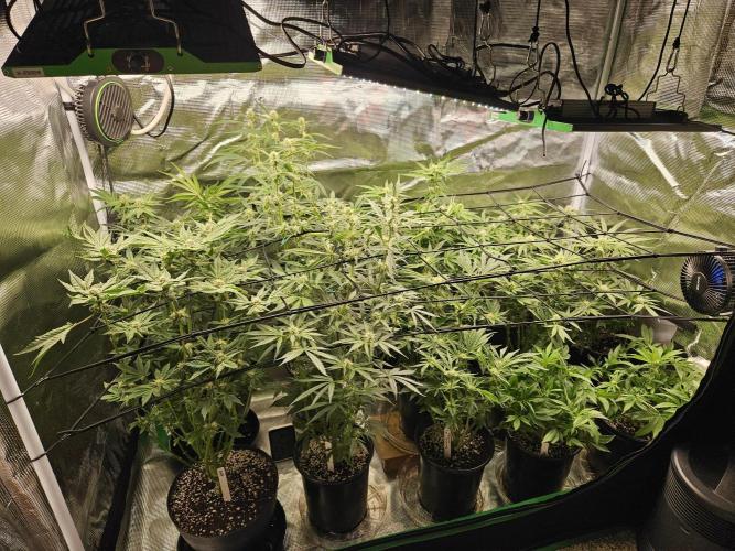 10 strains in a 2x4. Week 10