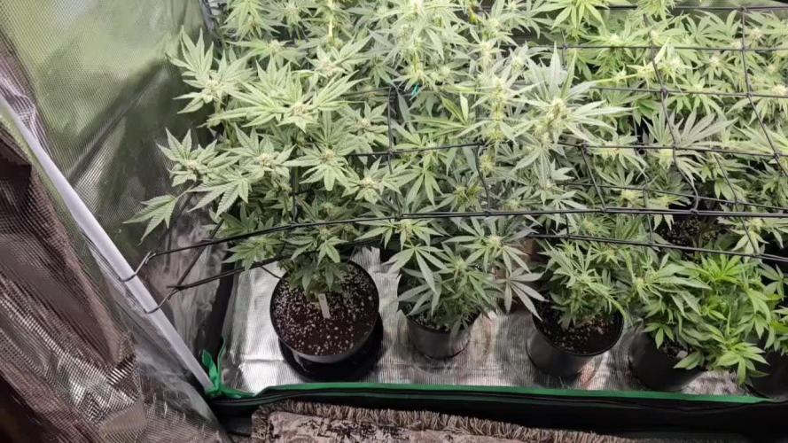 10 strains in a 2x4