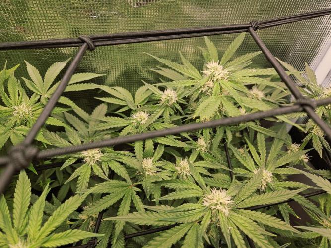 10 strains in a 2x4. Week 10 - Permanent Marker