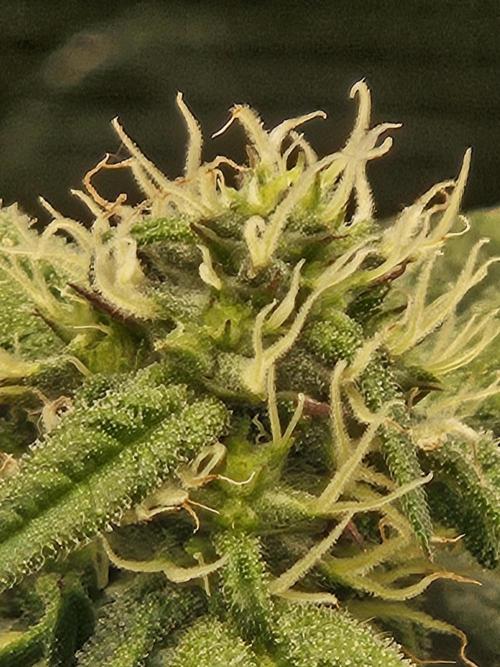 10 strains in a 2x4. Week 10 - Platinum OG