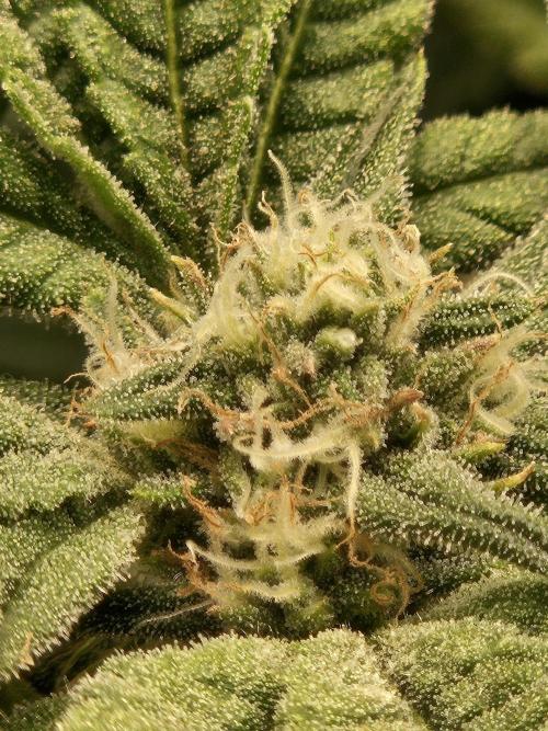 10 strains in a 2x4. Week 10 - Gdp