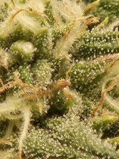 10 strains in a 2x4. Week 10 - Gdp