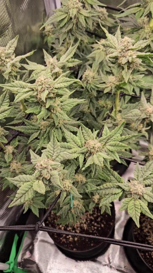 10 strains in a 2x4