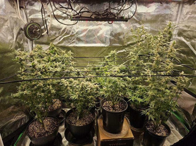 10 strains in a 2x4. Week 11