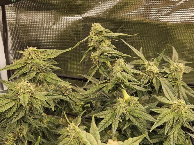 10 strains in a 2x4. Week 11 - Platinum OG