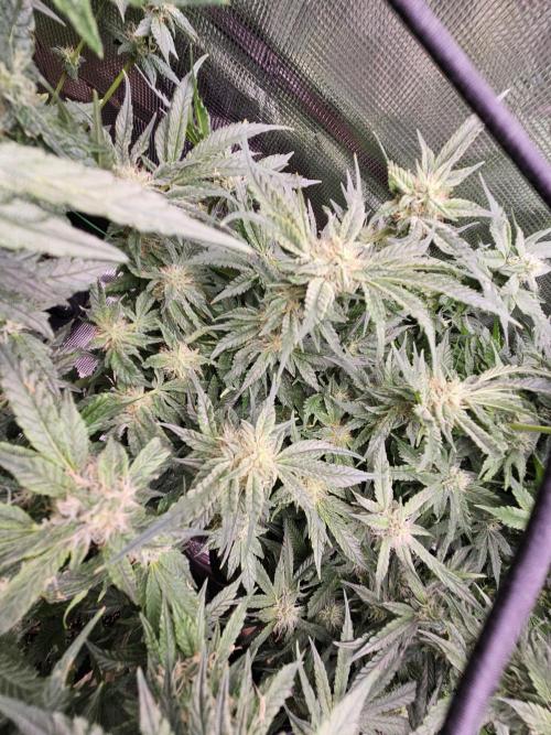 10 strains in a 2x4. Week 11 - Purest Indica #2