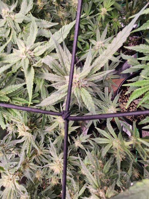 10 strains in a 2x4. Week 11 - Pineapple Express #3