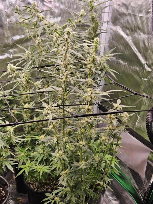 10 strains in a 2x4. Week 11 - Sunset Sherbet