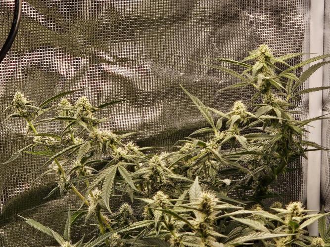 10 strains in a 2x4. Week 11 - Pineapple Express #2