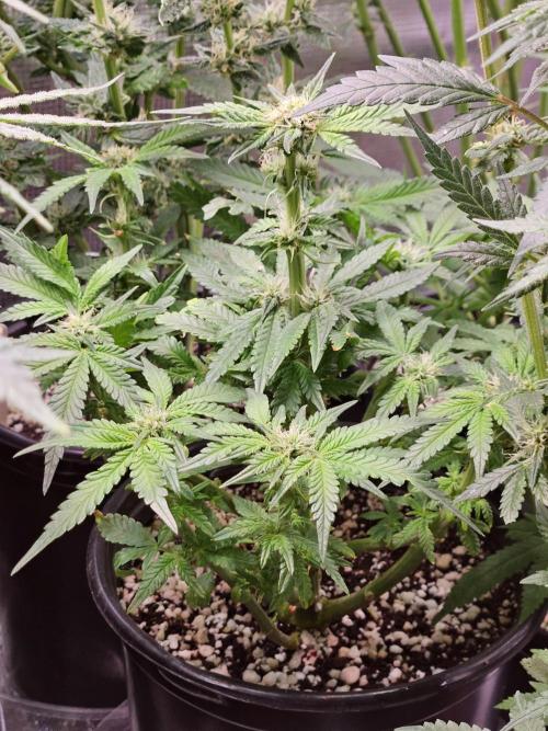 10 strains in a 2x4. Week 11 - Purest Indica #1
