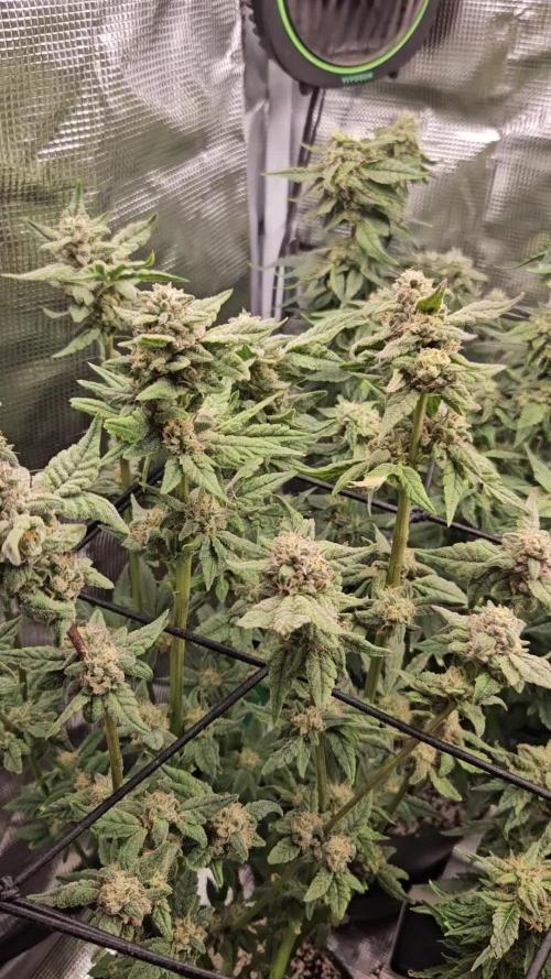10 strains in a 2x4