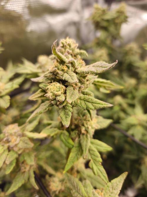 10 strains in a 2x4. Week 12 - GDP