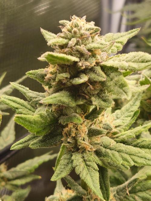 10 strains in a 2x4. Week 12 - GDP again