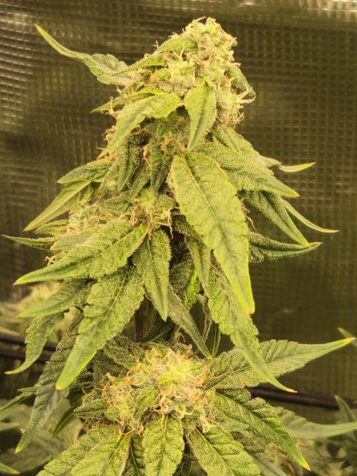10 strains in a 2x4. Week 12 - Platinum OG