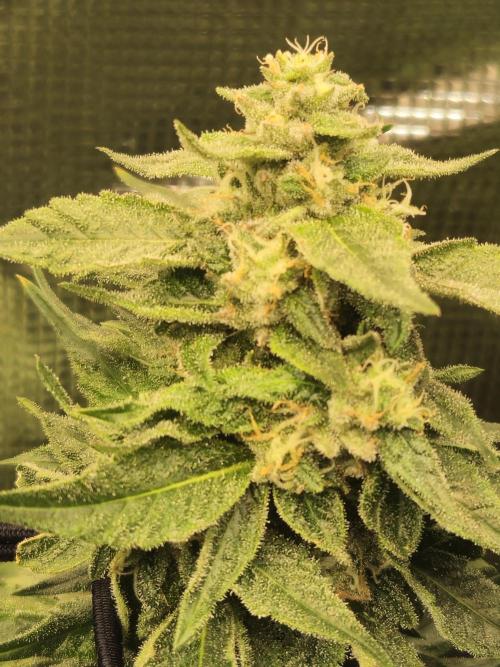 10 strains in a 2x4. Week 12 - Bag Seed (animal face)