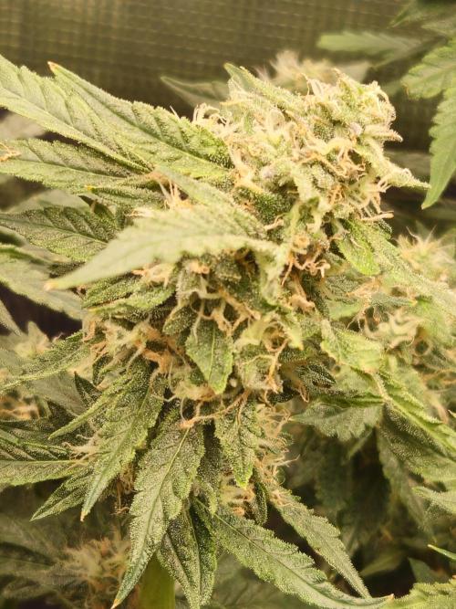 10 strains in a 2x4. Week 12 - Permanent Marker 