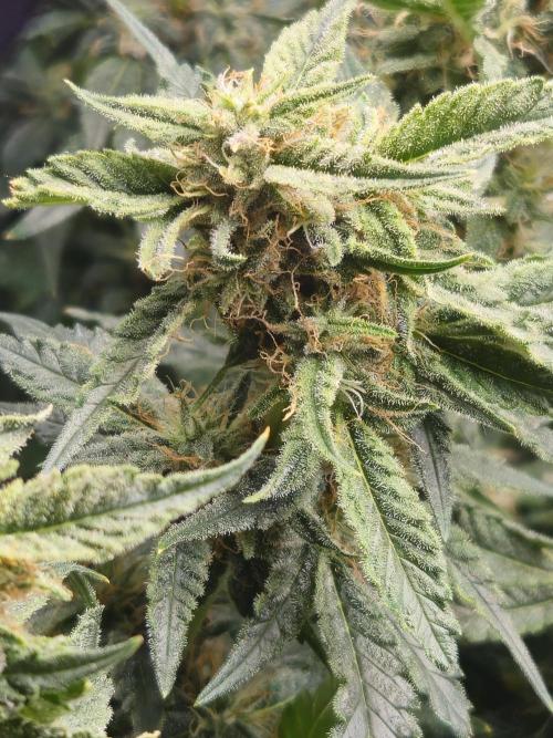 10 strains in a 2x4. Week 12 - Purest Indica #2