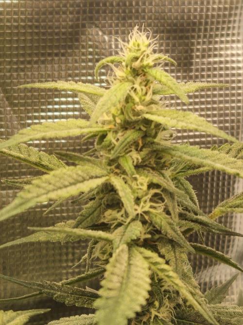 10 strains in a 2x4. Week 12 - Pineapple Express #2
